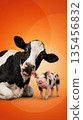 Black and white cow and a spotted piglet are posing on the bright orange background. 135456832