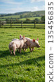 Delightful piglets playing in a lush green field under a sunny sky, embodying rural charm. 135456835