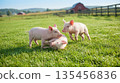 Three cute piglets playing in a green field with a red barn and rolling hills. 135456836