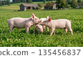 Three cute piglets cuddle in a lush green field with a rural barn, idyllic farm scene. 135456837