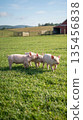 Three cute piglets stroll through a green pasture on a sunny day, capturing a delightful rural 135456838