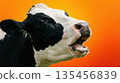 Close-up of a holstein cow with mouth open and tongue sticking out in the orange pasture. 135456839