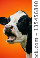 Close-up of a black and white Holstein cow's head with its mouth open, set on a bright orange 135456840