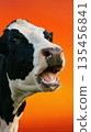 Close-up portrait of a black and white cow showing its teeth, mouth open, against gradient orange 135456841