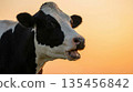 A close-up shot of a Holstein cow with an open mouth against a golden sunset backdrop, animal 135456842
