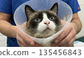 Blue-eyed cat with a cone is being held by the vet after an operation in a hospital. 135456843
