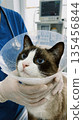 A beautiful blue-eyed cat wearing a cone is held at a veterinary clinic. 135456844
