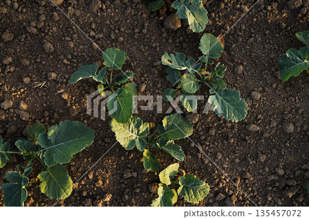 Top view of young rapeseed seedlings growing in fertile soil, agricultural field pattern and sustainable farming concept Top view of young rapeseed seedlings growing in fertile soil, agricultural field pattern and sustainable farming concept 135457072