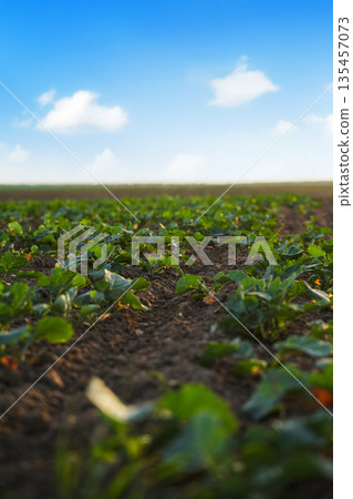 Low perspective of young rapeseed plants in soil with copy space sky and shallow focus at sunset Low perspective of young rapeseed plants in soil with copy space sky and shallow focus at sunset 135457073