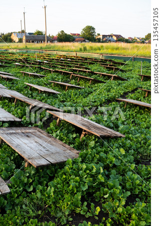 Snail farm with wooden shelters arranged over green vegetation, sustainable heliciculture and rural agriculture landscape Snail farm with wooden shelters arranged over green vegetation, sustainable heliciculture and rural agriculture landscape 135457105