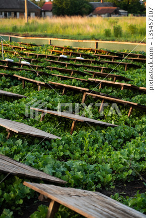 Wide view of snail breeding farm with wooden shelters and green vegetation, heliciculture field and rural agriculture 135457107