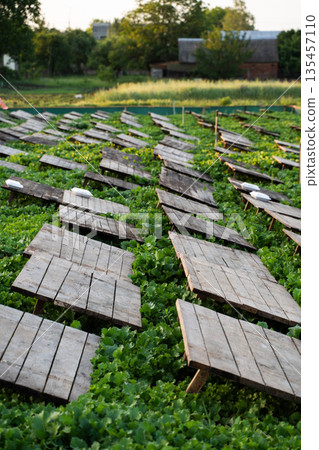 Snail farm with wooden shelters placed over green vegetation, sustainable heliciculture and rural agriculture concept 135457110