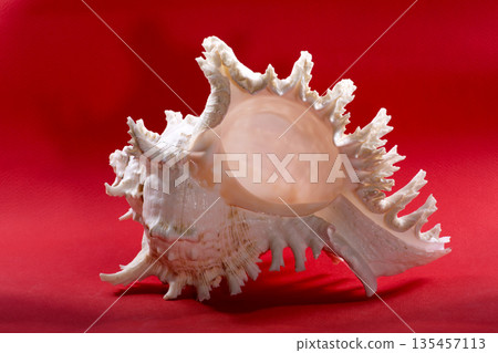 Sea shell on a red background 135457113