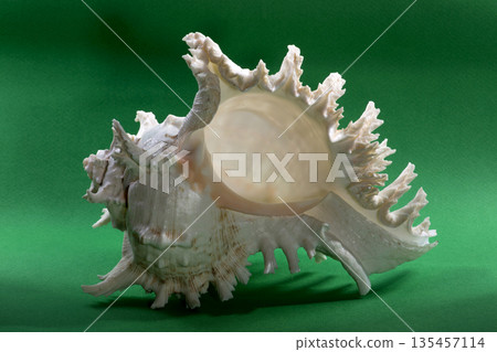 Sea shell on a green background Sea shell on a green background 135457114