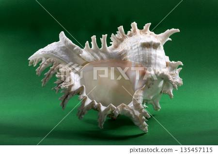 Sea shell on a green background Sea shell on a green background 135457115