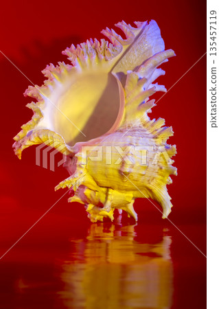 Sea shell on a red background 135457119