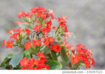 Potted red Kalanchoe flowers 135457121