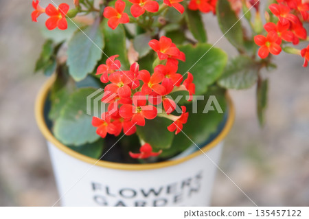 Potted red Kalanchoe flowers 135457122