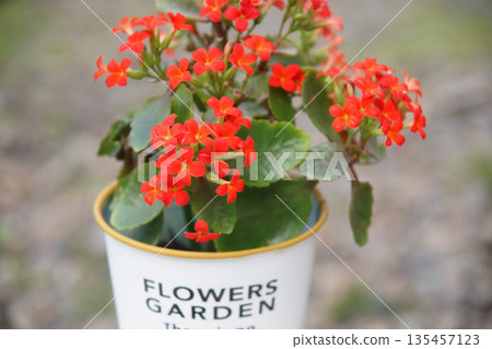 Potted red Kalanchoe flowers 135457123