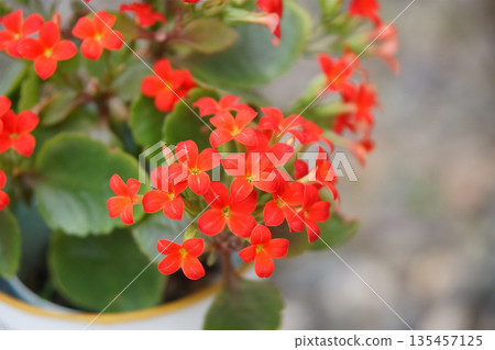 Potted red Kalanchoe flowers 135457125