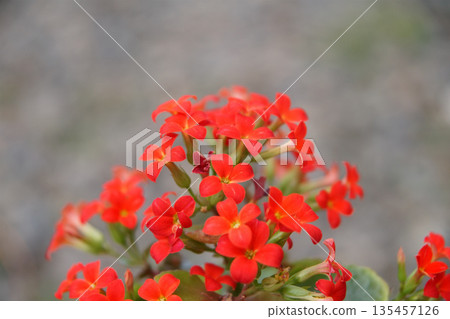 Potted red Kalanchoe flowers 135457126
