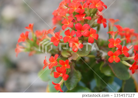 Potted red Kalanchoe flowers 135457127