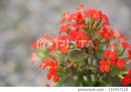 Potted red Kalanchoe flowers 135457128