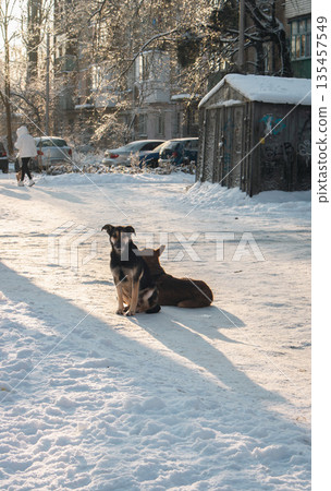 Frozen dogs on the street in winter. Homeless dogs in downtown after snowfall. Animals on winter landscape background. Two puppies in cold winter morning. Frosty morning in January. Frozen dogs on the street in winter. Homeless dogs in downtown after snowfall. Animals on winter landscape background. Two puppies in cold winter morning. Frosty morning in January. 135457549