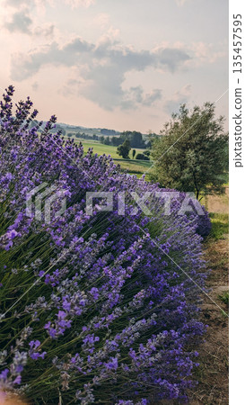 Dense rows of blooming lavender stretch into the distance, bathed in warm evening light, with trees and soft clouds completing the tranquil rural landscape. Dense rows of blooming lavender stretch into the distance, bathed in warm evening light, with trees and soft clouds completing the tranquil rural landscape. 135457595