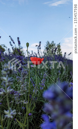 A single red poppy stands out among blooming lavender under a blue summer sky. The vivid contrast of colors highlights the delicate beauty of wildflowers in nature. A single red poppy stands out among blooming lavender under a blue summer sky. The vivid contrast of colors highlights the delicate beauty of wildflowers in nature. 135457598