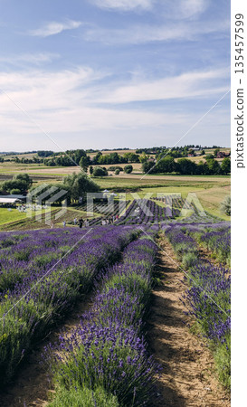Lavender Land with Visitors and Farmland View Lavender Land with Visitors and Farmland View 135457599