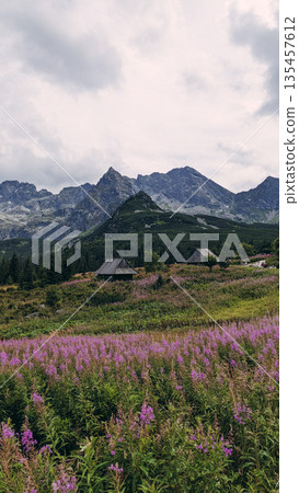 Mountain Huts and Wildflower Meadow in the Tatras 135457612