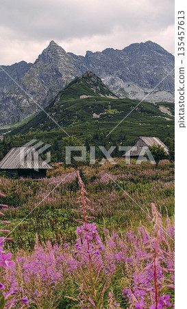Blooming Wildflowers and Huts in Tatra Mountains 135457613