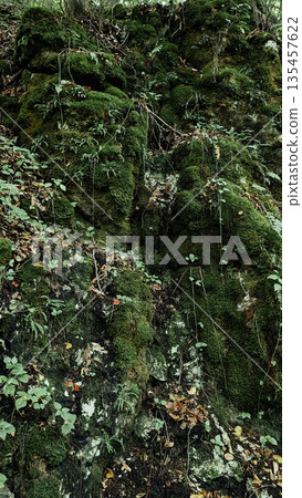 Moss-Covered Rocks in a Shaded Forest 135457622