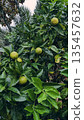Green Citrus Fruit Tree After Rain 135457632