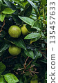 Green Citrus Fruit Tree After Rain 135457633