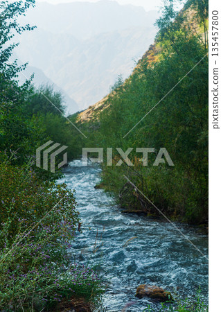 A natural landscape with focus on bushes of wild mint during flowering with purple flowers grow right on bank of mountain river flowing into distance where silhouettes of mountains, hills are visible A natural landscape with focus on bushes of wild mint during flowering with purple flowers grow right on bank of mountain river flowing into distance where silhouettes of mountains, hills are visible 135457800