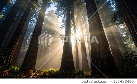 Autumn Fog in Redwood Forest . Nature Concept. Generated Image Autumn Fog in Redwood Forest . Nature Concept. Generated Image 135458490