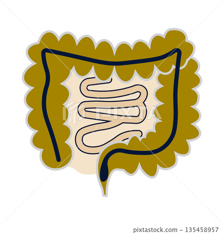 Anatomical Illustration of the Human Large and Small Intestines for Healthcare and Digestion Anatomical Illustration of the Human Large and Small Intestines for Healthcare and Digestion 135458957