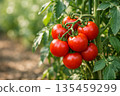 紅番茄的種植 135459299
