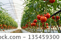 紅番茄的種植 135459300