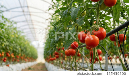 紅番茄的種植 135459300