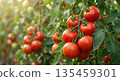 紅番茄的種植 135459301