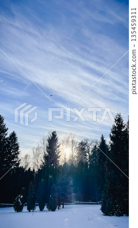 Winter park landscape with silhouettes of tall trees against a bright sun and blue cloudy sky. Winter park landscape with silhouettes of tall trees against a bright sun and blue cloudy sky. 135459311