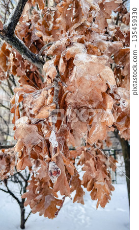 Close-up of dry brown oak leaves encased in a thick layer of clear ice after a winter ice storm. 135459330