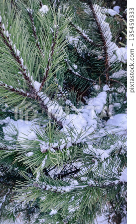 Close-up of green pine needles covered in fresh white snow in a peaceful winter forest setting. Close-up of green pine needles covered in fresh white snow in a peaceful winter forest setting. 135459333