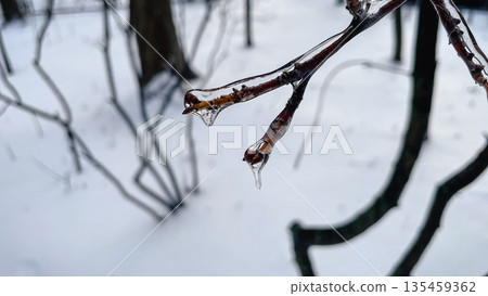 Intricate network of tree branches covered in a thick layer of glistening ice against white snow. 135459362
