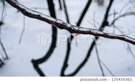 Intricate network of tree branches covered in a thick layer of glistening ice against white snow. Intricate network of tree branches covered in a thick layer of glistening ice against white snow. 135459363