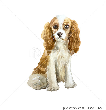 Small Cavalier King Charles Spaniel. Hand drawn watercolor illustration of a dog, isolated. Perfect for birthday cards, dog show invitations, food packaging labels and clothing. 135459658