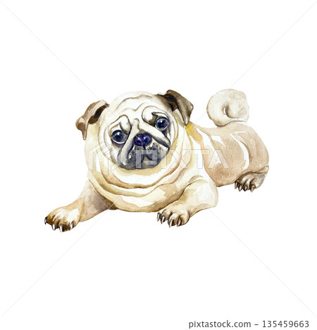 Beige pug. Hand drawn watercolor illustration of a dog isolated on white. Suitable for birthday cards, dog show invitations, dog food labels, toys and clothing. 135459663